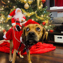 Roupinha de Natal Para Pet - Engraçada e Elegante